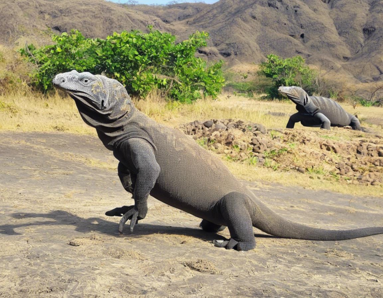 Aktivitas Menarik di Taman Nasional Komodo