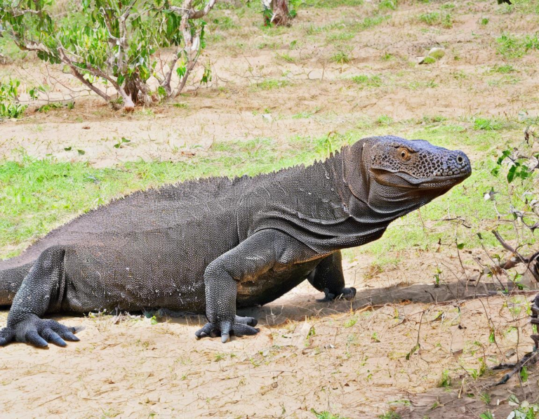 Jenis Paket Wisata Taman Nasional Komodo dan Harganya