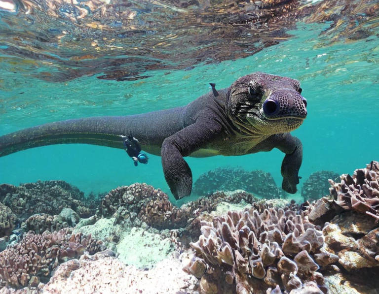 Lokasi Snorkeling Terbaik di Taman Nasional Komodo