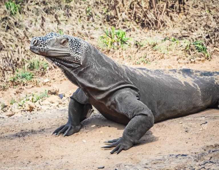 Memahami Biaya Perjalanan ke Taman Nasional Komodo