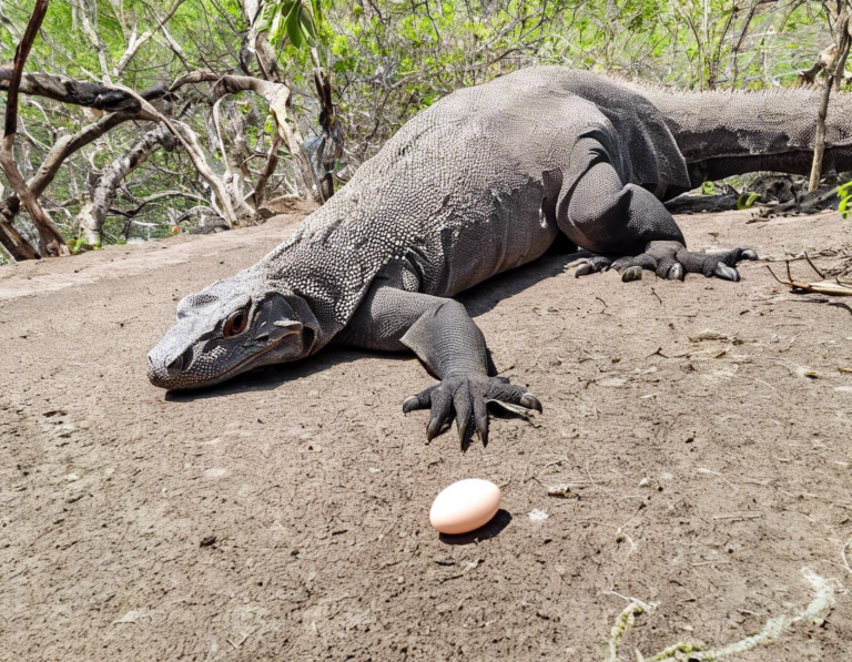 Memburu Momen Langka: Menyaksikan Komodo Bertelur