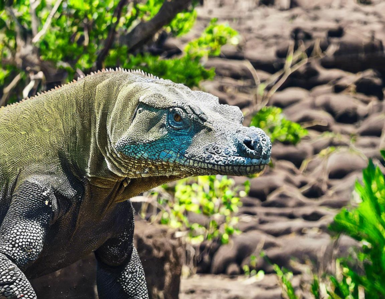 Mengapa Memilih Tur Edukasi di Taman Nasional Komodo?