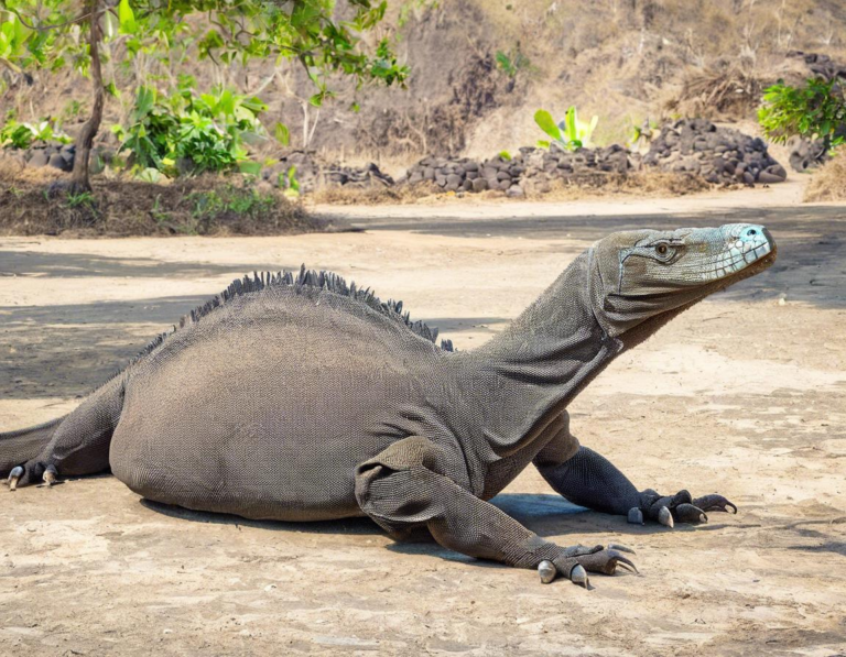 Mengapa Taman Nasional Komodo?