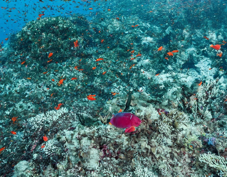 Mengarungi Laut Flores: Keindahan Tersembunyi