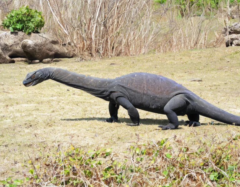 Mengatur Perjalanan ke Taman Nasional Komodo