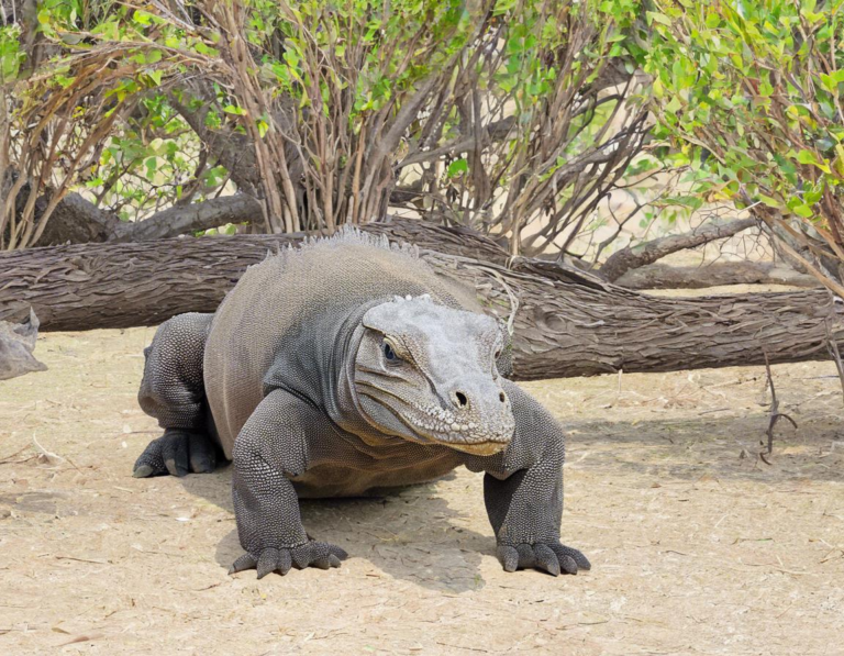 Menjelajahi Keajaiban Taman Nasional Komodo