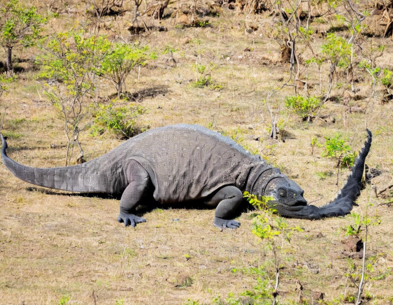 Menjelajahi Keindahan Tersembunyi Taman Nasional Komodo