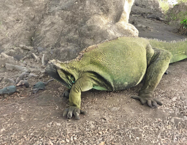 Menjelajahi Pulau Rinca:  Trekking Menuju Habitat Komodo