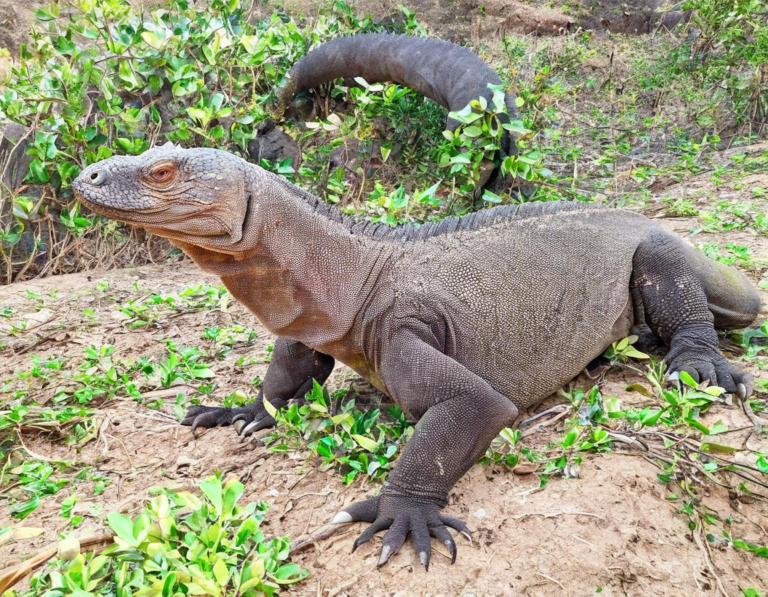 Menjelajahi Taman Nasional Komodo: Habitat Alam Komodo