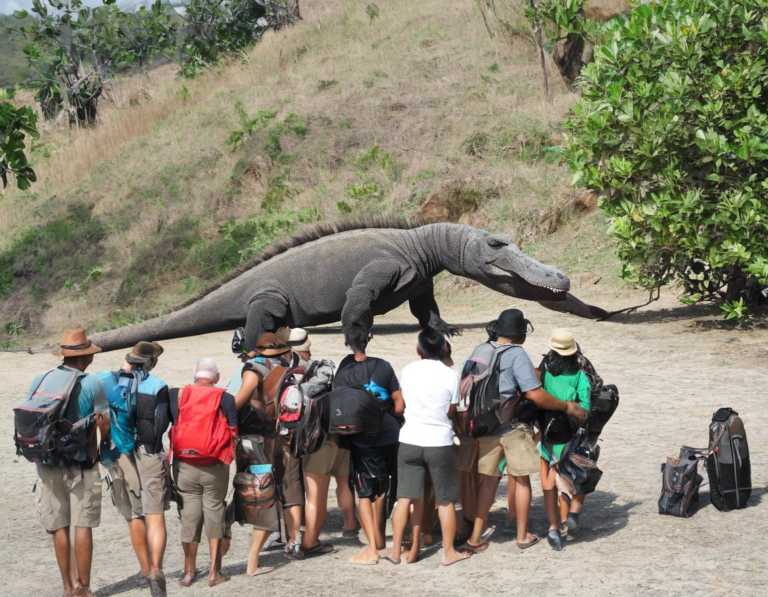 Persiapan Menjelajahi Taman Nasional Komodo