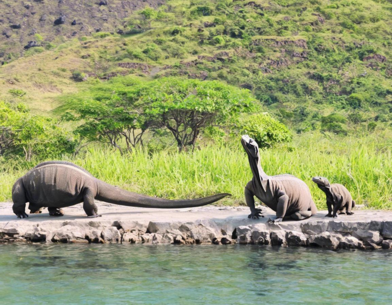 Rute Perjalanan: Menjelajahi Setiap Sudut Taman Nasional Komodo