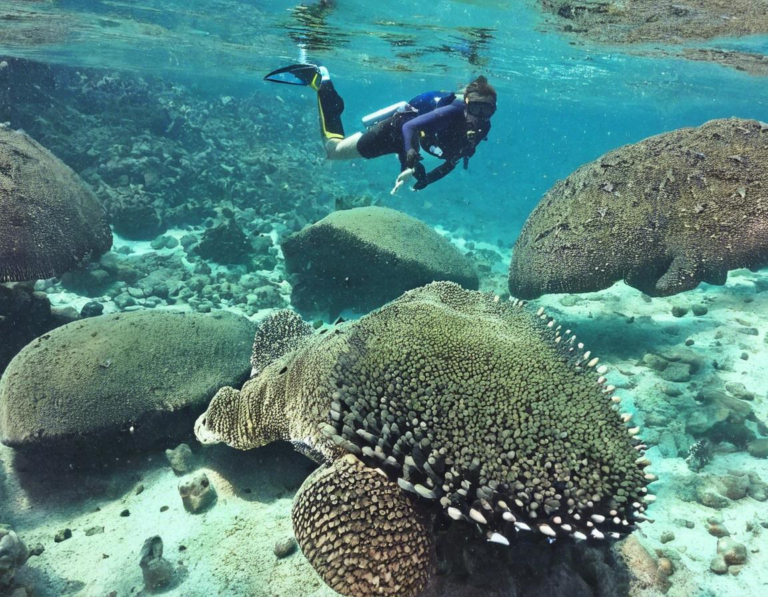 Snorkeling di Taman Nasional Komodo: Menjelajahi Keindahan Bawah Laut