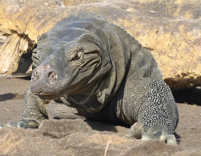 Tips Memilih Paket Wisata Taman Nasional Komodo yang Tepat