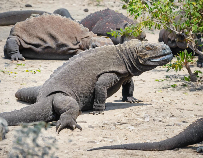 Tips Memilih Tur Edukasi di Taman Nasional Komodo: Pastikan Anda Mendapatkan Pengalaman Terbaik