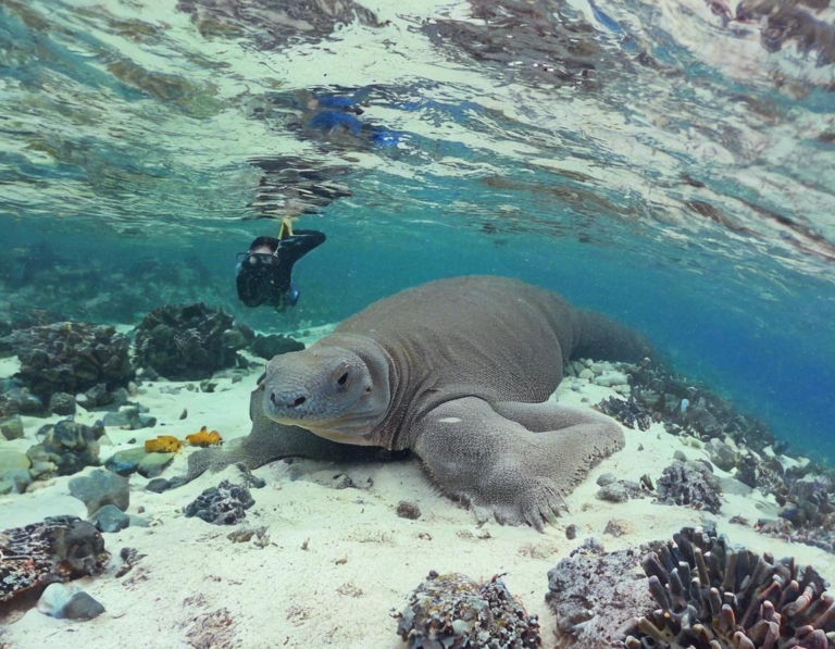 Tips Snorkeling di Taman Nasional Komodo: Perencanaan yang Tepat untuk Pengalaman Terbaik