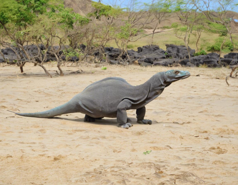 Tur Edukasi di Taman Nasional Komodo: Pilihan yang Tepat untuk Semua Usia