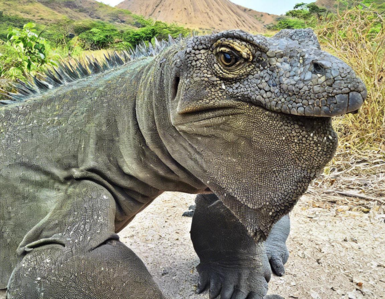 <strong>Harga Tiket Masuk (Entrance Fees)</strong> Pulau Komodo vs Pulau Rinca