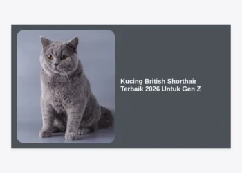 10 Alasan Kucing British Shorthair Terbaik 2026 Untuk Gen Z: Panduan Lengkap & Tips Perawatan