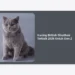 10 Alasan Kucing British Shorthair Terbaik 2026 Untuk Gen Z: Panduan Lengkap & Tips Perawatan