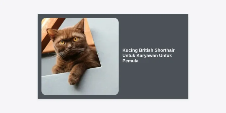 Panduan Lengkap Memelihara Kucing British Shorthair Untuk Karyawan Untuk Pemula