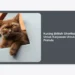 Panduan Lengkap Memelihara Kucing British Shorthair Untuk Karyawan Untuk Pemula