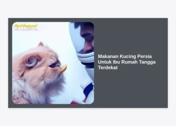 10 Rekomendasi Makanan Kucing Persia Untuk Ibu Rumah Tangga Terdekat & Berkualitas