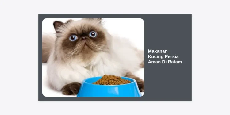 12 Rekomendasi Makanan Kucing Persia Aman Di Batam: Panduan Nutrisi & Tips Belanja