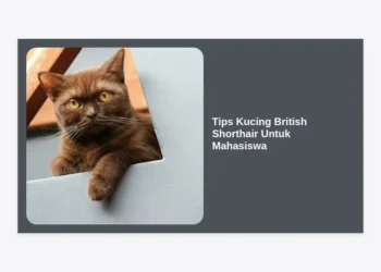 15 Tips Kucing British Shorthair Untuk Mahasiswa: Panduan Lengkap Merawat Anabul di Masa Kuliah