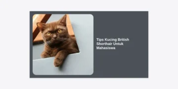 15 Tips Kucing British Shorthair Untuk Mahasiswa: Panduan Lengkap Merawat Anabul di Masa Kuliah