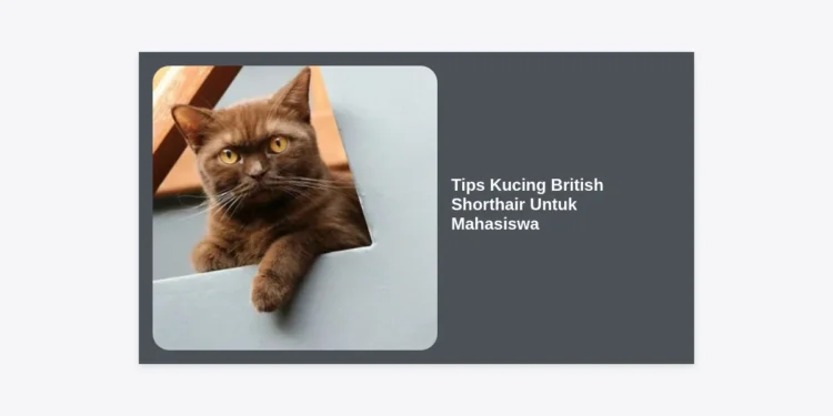 15 Tips Kucing British Shorthair Untuk Mahasiswa: Panduan Lengkap Merawat Anabul di Masa Kuliah