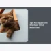 15 Tips Kucing British Shorthair Untuk Mahasiswa: Panduan Lengkap Merawat Anabul di Masa Kuliah