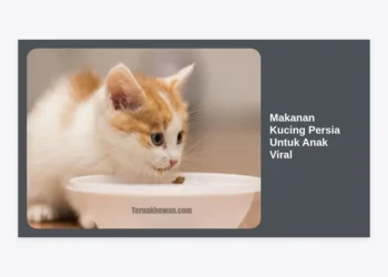 Daftar Makanan Kucing Persia Untuk Anak Viral: Rahasia Bulu Lebat dan Sehat