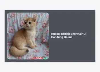 Jual Kucing British Shorthair Di Bandung Online: Panduan Lengkap, Tips Memilih, dan Harga Terbaru