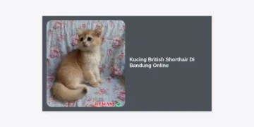 Jual Kucing British Shorthair Di Bandung Online: Panduan Lengkap, Tips Memilih, dan Harga Terbaru