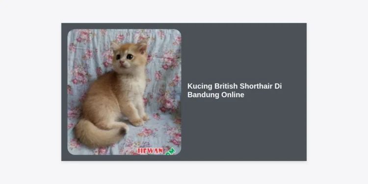 Jual Kucing British Shorthair Di Bandung Online: Panduan Lengkap, Tips Memilih, dan Harga Terbaru