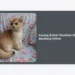 Jual Kucing British Shorthair Di Bandung Online: Panduan Lengkap, Tips Memilih, dan Harga Terbaru