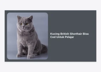 Kucing British Shorthair Bisa Cod Untuk Pelajar: Panduan Lengkap & Tips Membeli Aman