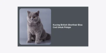 Kucing British Shorthair Bisa Cod Untuk Pelajar: Panduan Lengkap & Tips Membeli Aman