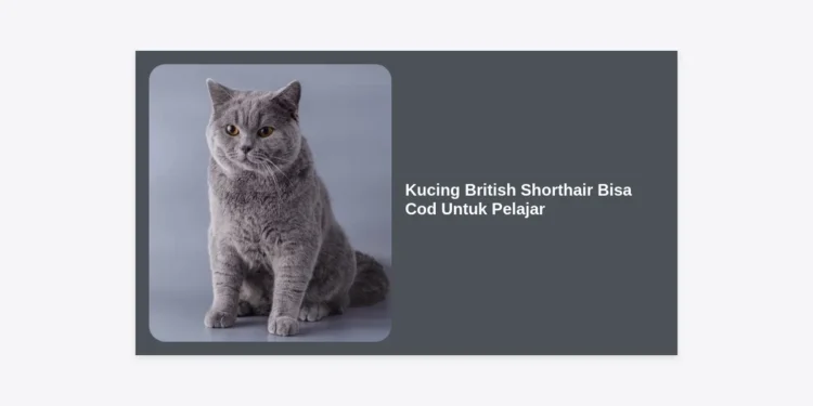 Kucing British Shorthair Bisa Cod Untuk Pelajar: Panduan Lengkap & Tips Membeli Aman