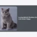 Kucing British Shorthair Bisa Cod Untuk Pelajar: Panduan Lengkap & Tips Membeli Aman