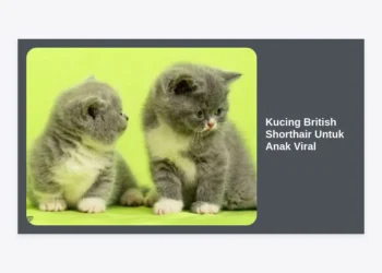 Kucing British Shorthair Untuk Anak Viral: Panduan Lengkap Perawatan dan Karakteristik