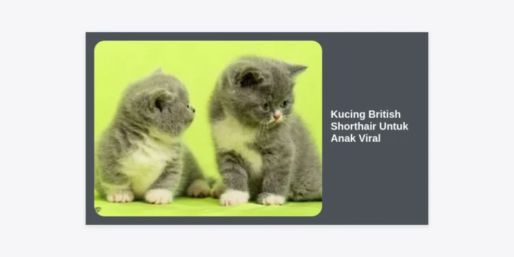 Kucing British Shorthair Untuk Anak Viral: Panduan Lengkap Perawatan dan Karakteristik