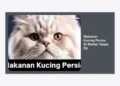 Makanan Kucing Persia Di Medan Tanpa Dp: Panduan Lengkap & Rekomendasi Toko Best Seller