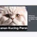 Makanan Kucing Persia Di Medan Tanpa Dp: Panduan Lengkap & Rekomendasi Toko Best Seller