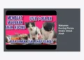 10+ Strategi Mendapatkan Makanan Kucing Persia Gratis Untuk Anak & Resep Hemat Nutrisi Tinggi