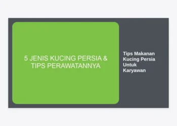 10+ Tips Makanan Kucing Persia Untuk Karyawan: Tetap Sehat & Bahagia Meski Sibuk Kerja