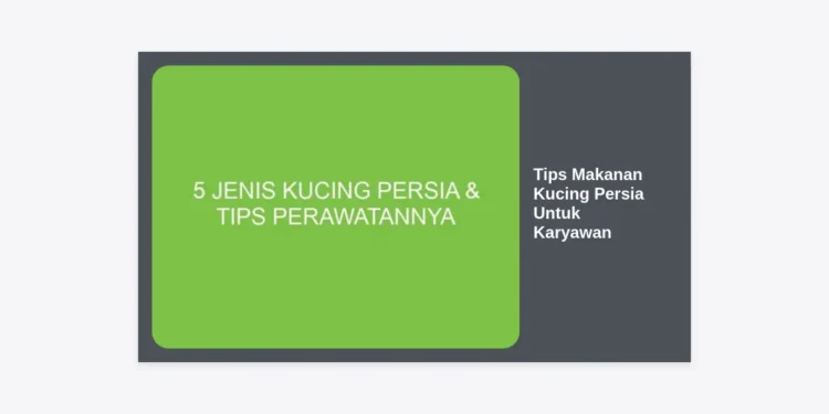 10+ Tips Makanan Kucing Persia Untuk Karyawan: Tetap Sehat & Bahagia Meski Sibuk Kerja