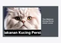 10 Tips Makanan Kucing Persia Untuk Lansia: Panduan Nutrisi Lengkap Agar Tetap Sehat di Usia Tua