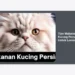10 Tips Makanan Kucing Persia Untuk Lansia: Panduan Nutrisi Lengkap Agar Tetap Sehat di Usia Tua