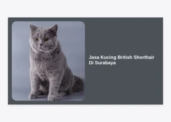 Jasa Kucing British Shorthair di Surabaya: Panduan Lengkap Adopsi, Perawatan, dan Harga Terbaru